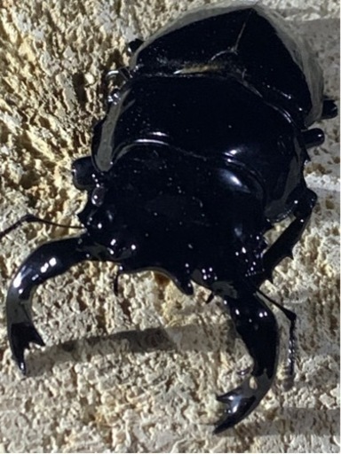 クワガタ・カブトムシ・成虫・幼虫・飼育用品