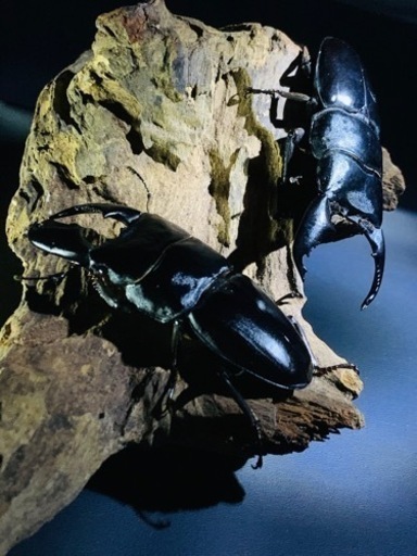 クワガタ・カブトムシ・成虫・幼虫・飼育用品