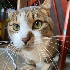 デブ猫1歩手前？