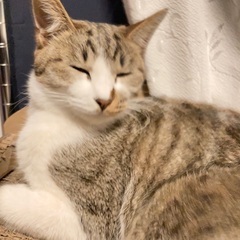 キジ白ちゃん　トライアル決定