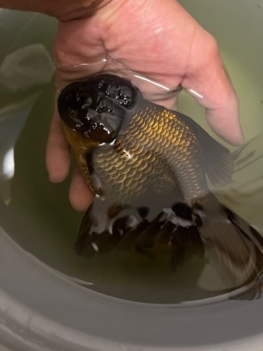 金魚　東錦　オランダ　ブラックドラゴン