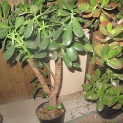 果樹農園等作業（ブドウ其の他）