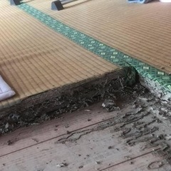 白蟻駆除／予防‼️虫が活発な時期になる前に😨‼️ - 害虫/害獣駆除