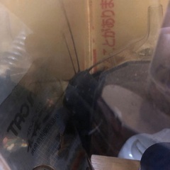 熱帯魚　ビルマサカサナマズ15センチくらい
