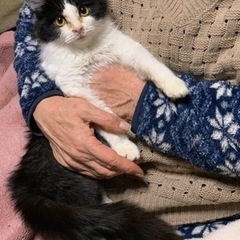 子猫の里親さん募集