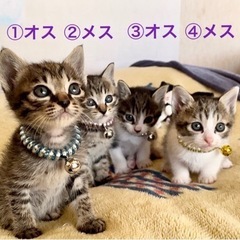 家族が決まりました☺︎【キジトラ・キジシロ】生後1ヶ月半 男の子...
