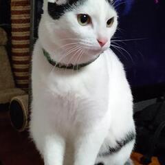 白多めナミちゃん