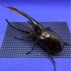 【取引中】【売約済】ネプチューンオオカブト ペア の画像
