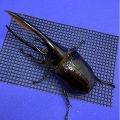 【取引中】【売約済】ネプチューンオオカブト ペア の画像
