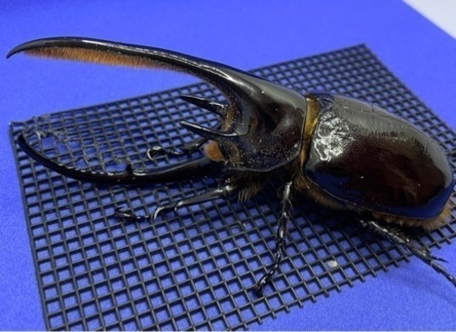 【取引中】【売約済】ネプチューンオオカブト ペア