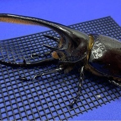 【取引中】【売約済】ネプチューンオオカブト ペア の画像