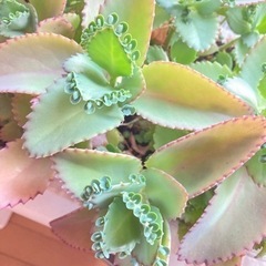 子宝草