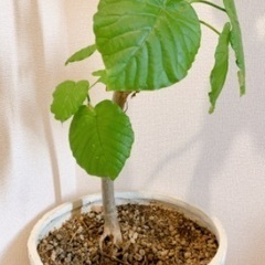 観葉植物　ウンベラータの画像
