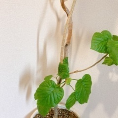 観葉植物　ウンベラータの画像