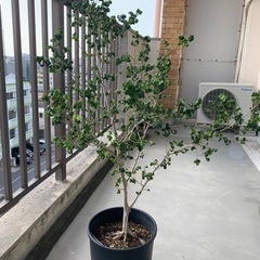 ベンジャミンバロック　植木　レア