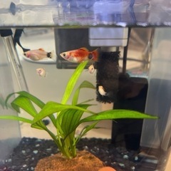 熱帯魚 ミッキーマウスプラティ メス 5〜6匹