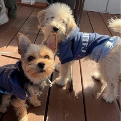 明日、一緒に行きませんか？