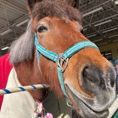 【馬好き必見★シフト自由！】週1日以上〜OK♫イベント会場で馬のかわいさ・乗馬の楽しさを伝えるお仕事☆※ジモティーが掲載している求人となりますの画像