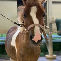【馬好き必見★シフト自由！】週1日以上〜OK♫イベント会場で馬のかわいさ・乗馬の楽しさを伝えるお仕事☆※ジモティーが掲載している求人となりますの画像