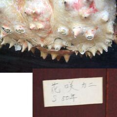珍品 額装 花咲ガニ剥製 幅55cm 昭和50年 インテリア オブジェ かに 蟹 縁起物 札幌市 清田区 平岡の画像