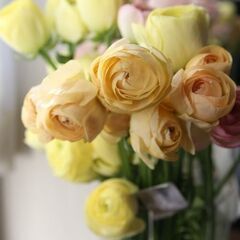 チューリップとラナン　心躍る春色ブーケの画像
