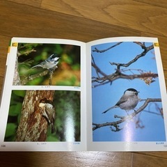 野鳥の図鑑の画像