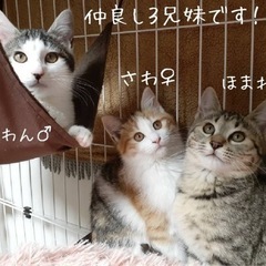仲良しの三兄弟です