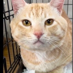 推定2〜3歳😸甘えん坊の茶トラ男子　1/15(日)みやき町にて譲...