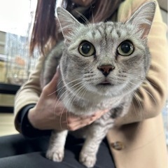 決定しました🙏推定2〜３歳😸短いしっぽのアメショ風女子　1/15...