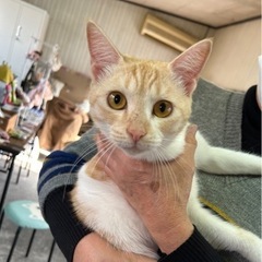 決定しました🙏推定１歳 😸甘えん坊の茶白女子　1/15(日)みや...