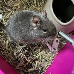 デグー オス 1匹