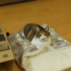 代理募集！仲良しさんです！