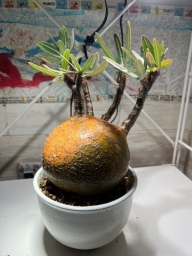 パキボディウムグラキリス　塊根植物　多肉植物　サボテン　観葉植物