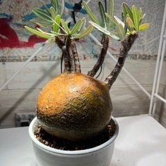 パキボディウムグラキリス　塊根植物　多肉植物　サボテン　観葉植物