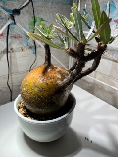 パキボディウムグラキリス　塊根植物　多肉植物　サボテン　観葉植物
