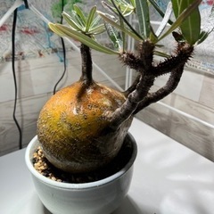 パキボディウムグラキリス　塊根植物　多肉植物　サボテン　観葉植物の画像