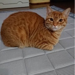 素敵なご家族と出会えました☆ちょっぴり恥ずかしがりやの茶トラさん...