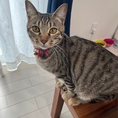 素敵な里親様と出会えました♡王道のキジトラ♡おっとり猫、ちゅーる...