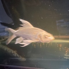 最終値下げ！業者買取値段＋500円　ヒレナガ錦鯉・銀鱗・プラチナ　超希少　有名店で購入済みの画像