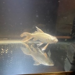 最終値下げ！業者買取値段＋500円　ヒレナガ錦鯉・銀鱗・プラチナ　超希少　有名店で購入済みの画像