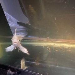 最終値下げ！業者買取値段＋500円　ヒレナガ錦鯉・銀鱗・プラチナ　超希少　有名店で購入済みの画像