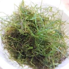 【無農薬　ウィローモス　20グラム】