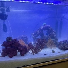 大切に育ててくれる方募集【引き取り限定】の画像