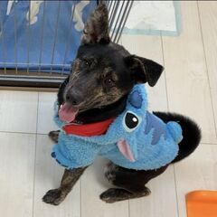 つぶらな瞳で見つめる顔がたまらない「じゅん」くん🥰