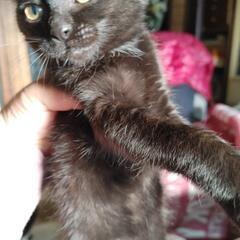 里親募集　キャンセルされた子猫残り1匹