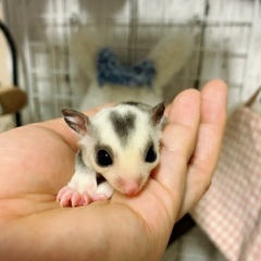 フクロモモンガのフクモモ仲間