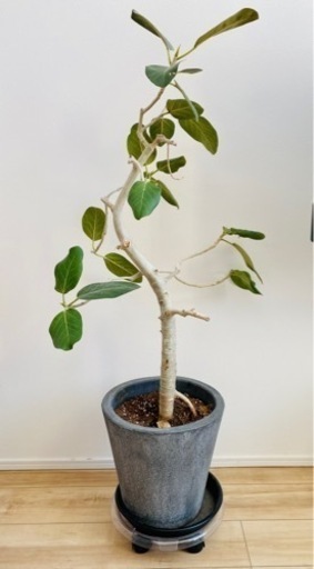 ベンガレンシス 観葉植物 セメント鉢