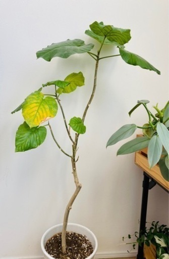 ウンベラータ 観葉植物