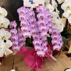 胡蝶蘭 全て引取りで無料！の画像