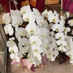胡蝶蘭 全て引取りで無料！の画像
